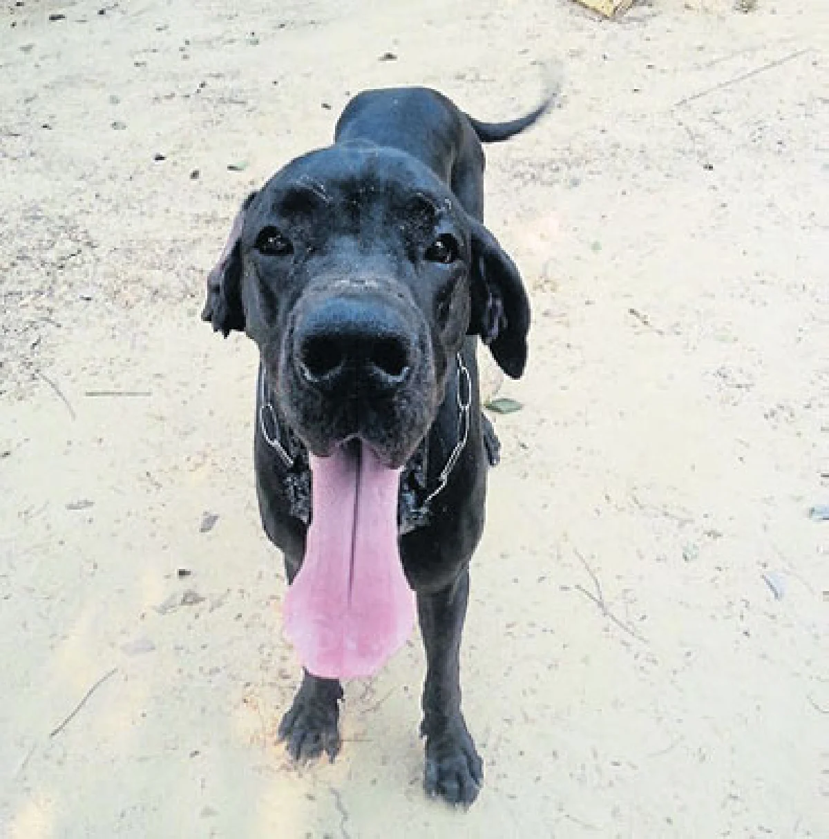 เพ็ท พาราไดส์ พาร์ค สวนสวรรค์สำหรับเจ้าตูบ