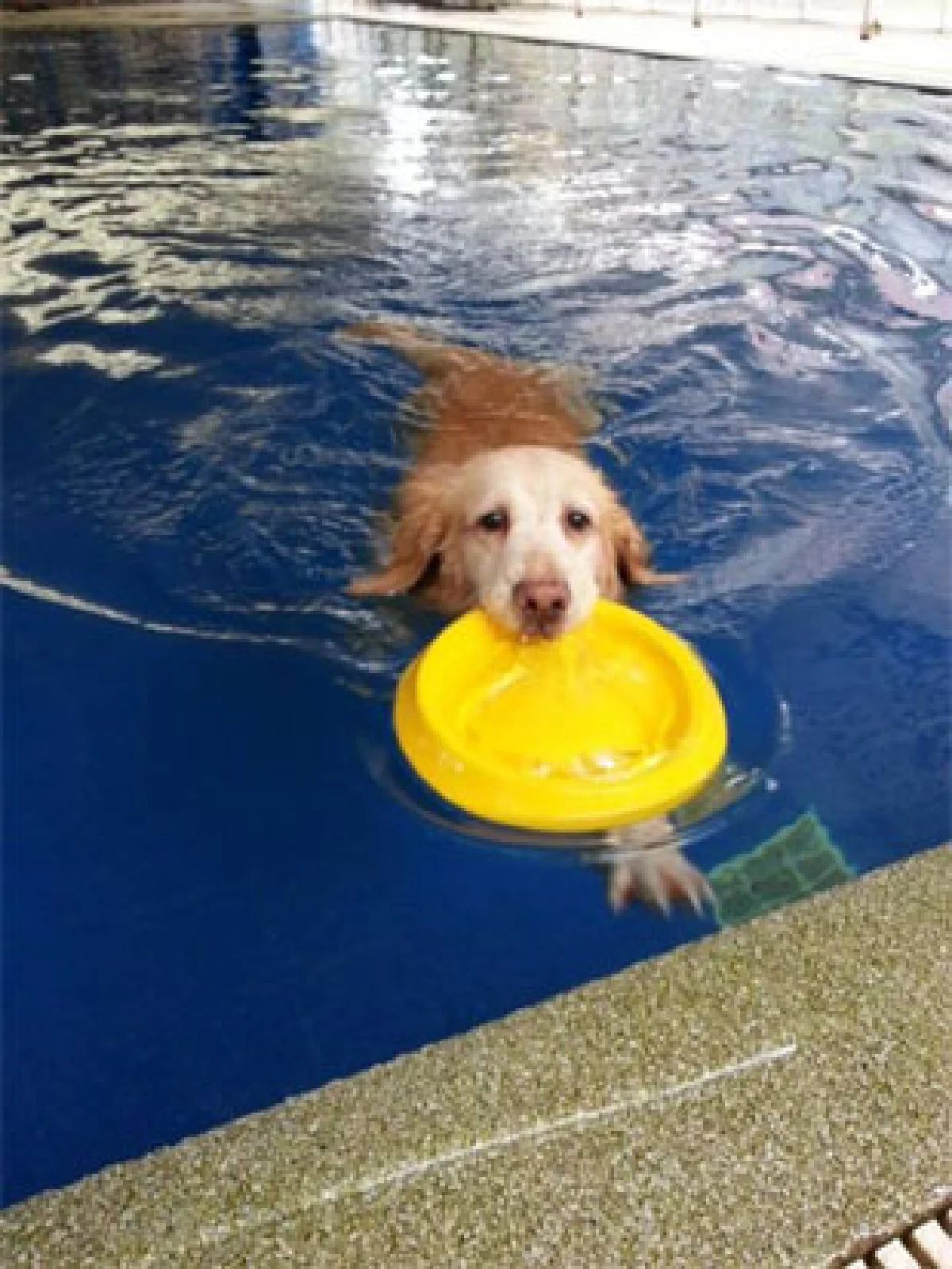 เพ็ท พาราไดส์ พาร์ค สวนสวรรค์สำหรับเจ้าตูบ