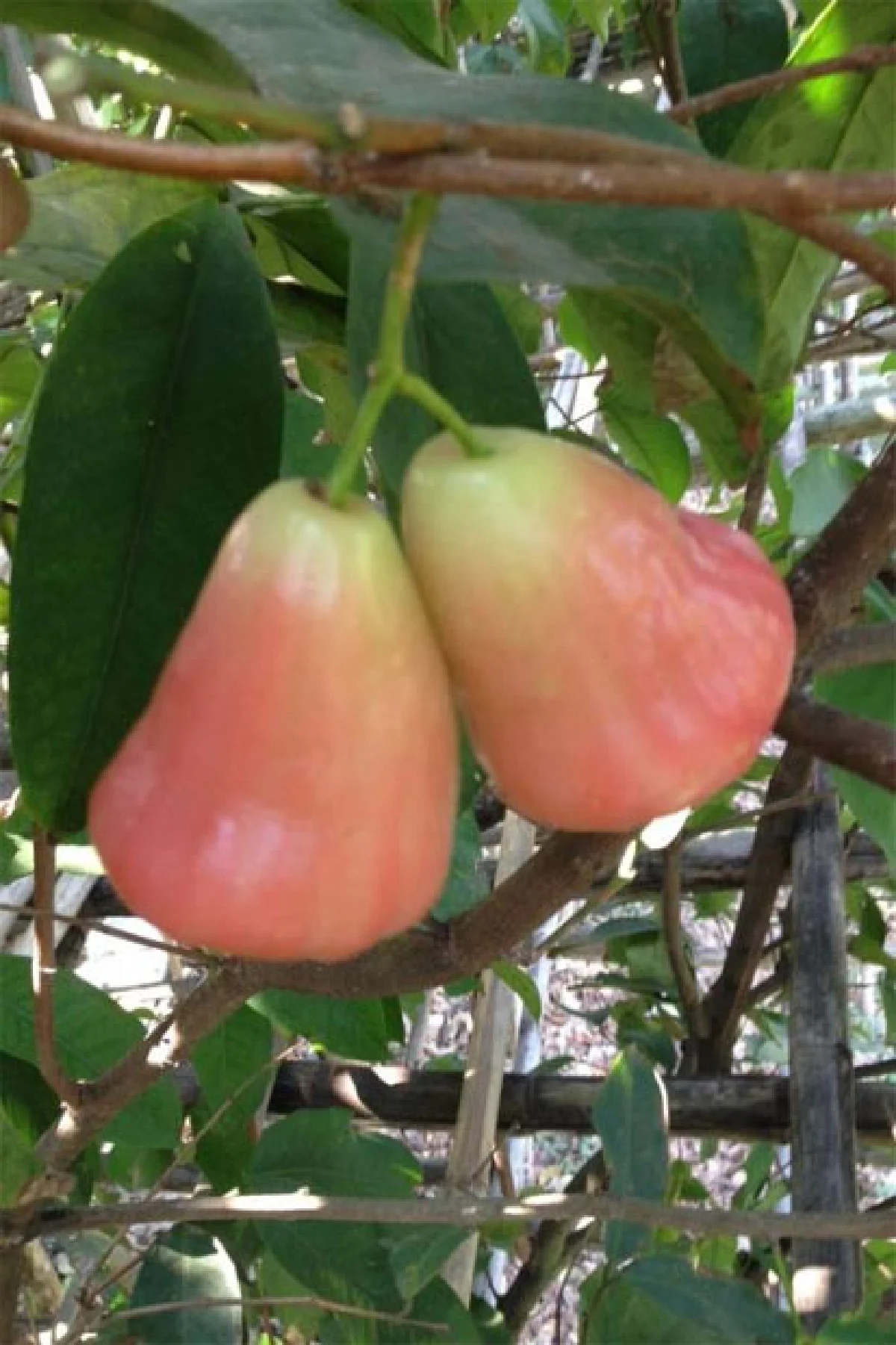 ‘ชมพู่เพชรสายรุ้ง’ ยอดผลไม้เมืองเพชร