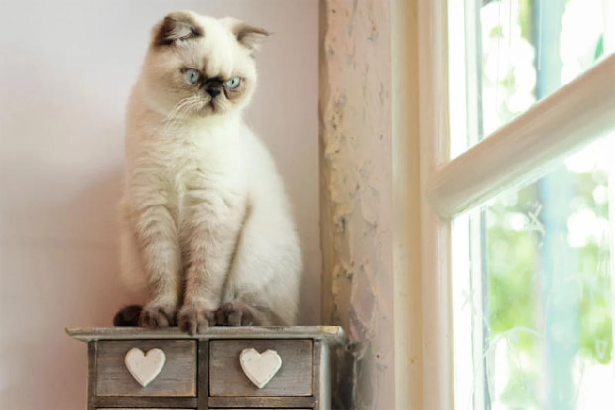 แคทเทอร์เดย์ แคท คาเฟ่ ให้ทุกวัน เป็นช่วงเวลาของเหมียว