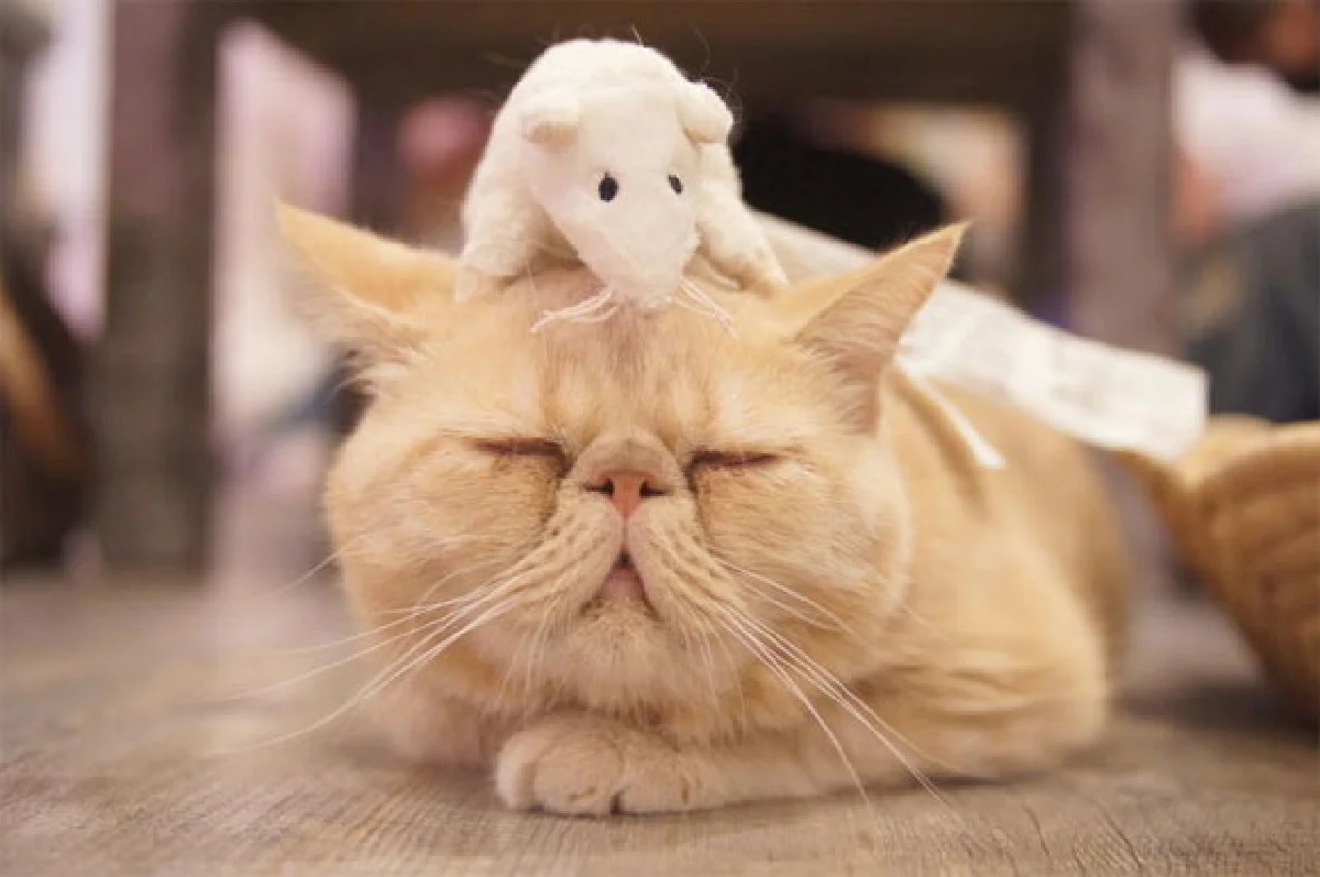 แคทเทอร์เดย์ แคท คาเฟ่ ให้ทุกวัน เป็นช่วงเวลาของเหมียว