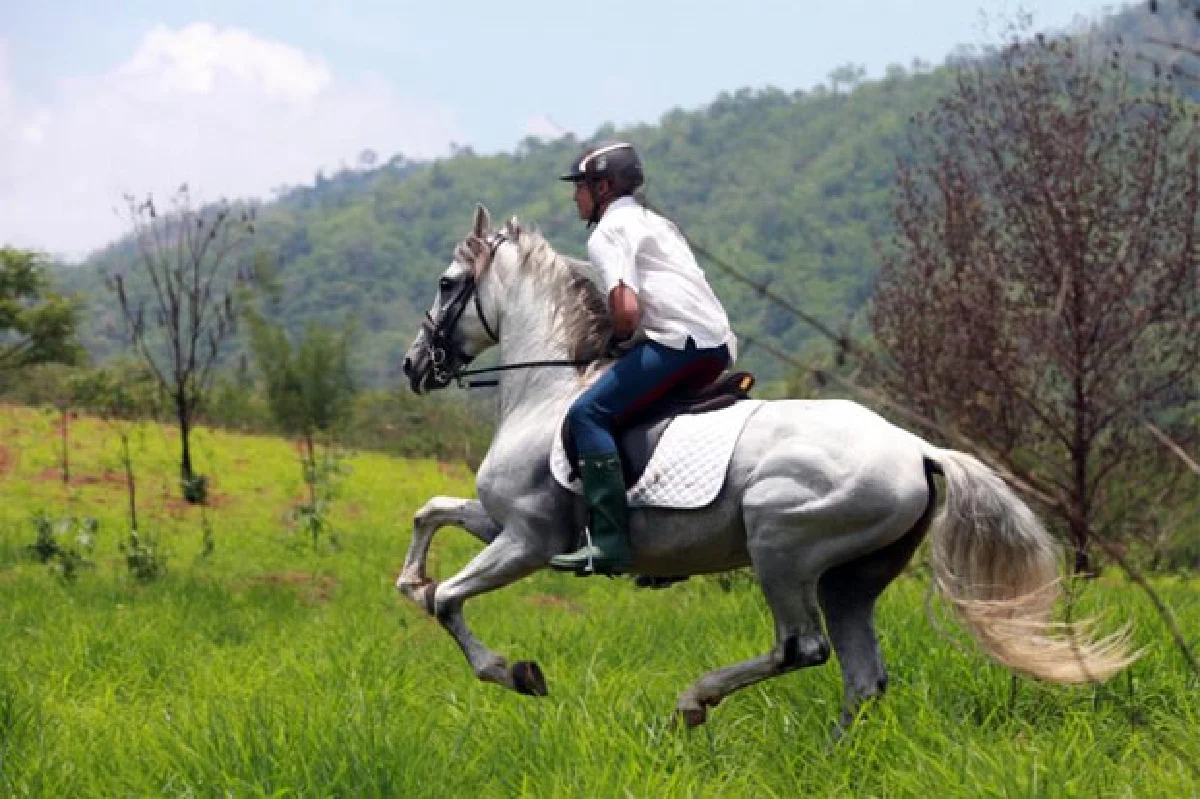 กีฬาขี่ม้า ชัยชนะที่ใช้ใจประสานใจ