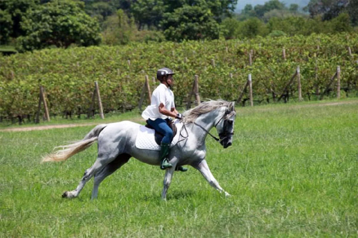 กีฬาขี่ม้า ชัยชนะที่ใช้ใจประสานใจ