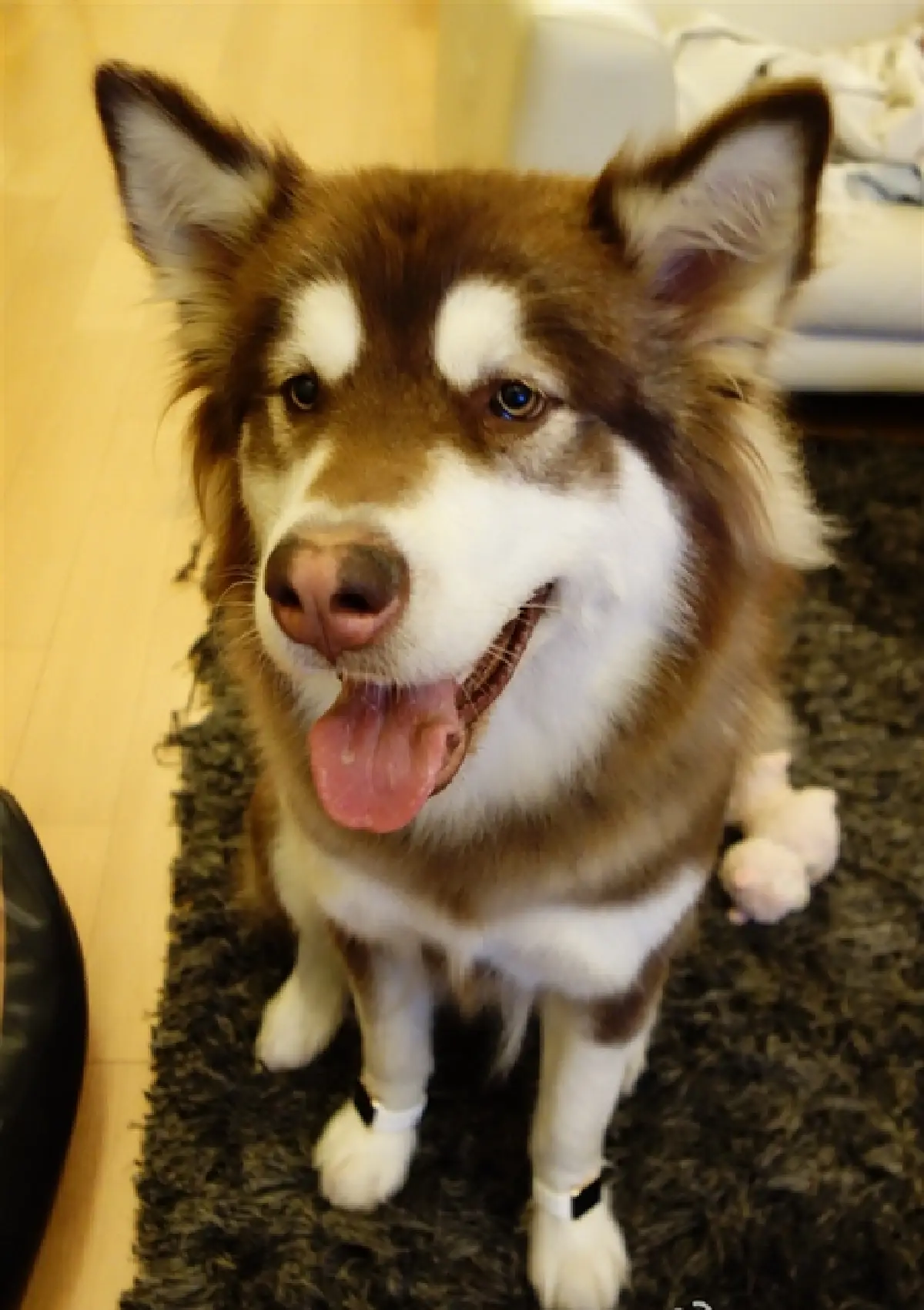 ลูกเศรษฐีจีนซื้อ'แอปเปิล วอทช์'หกแสน2เรือนให้หมาใส่