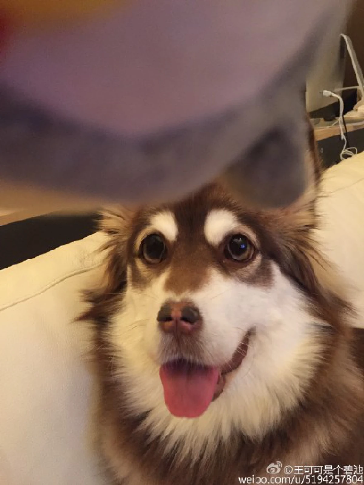 ลูกเศรษฐีจีนซื้อ'แอปเปิล วอทช์'หกแสน2เรือนให้หมาใส่