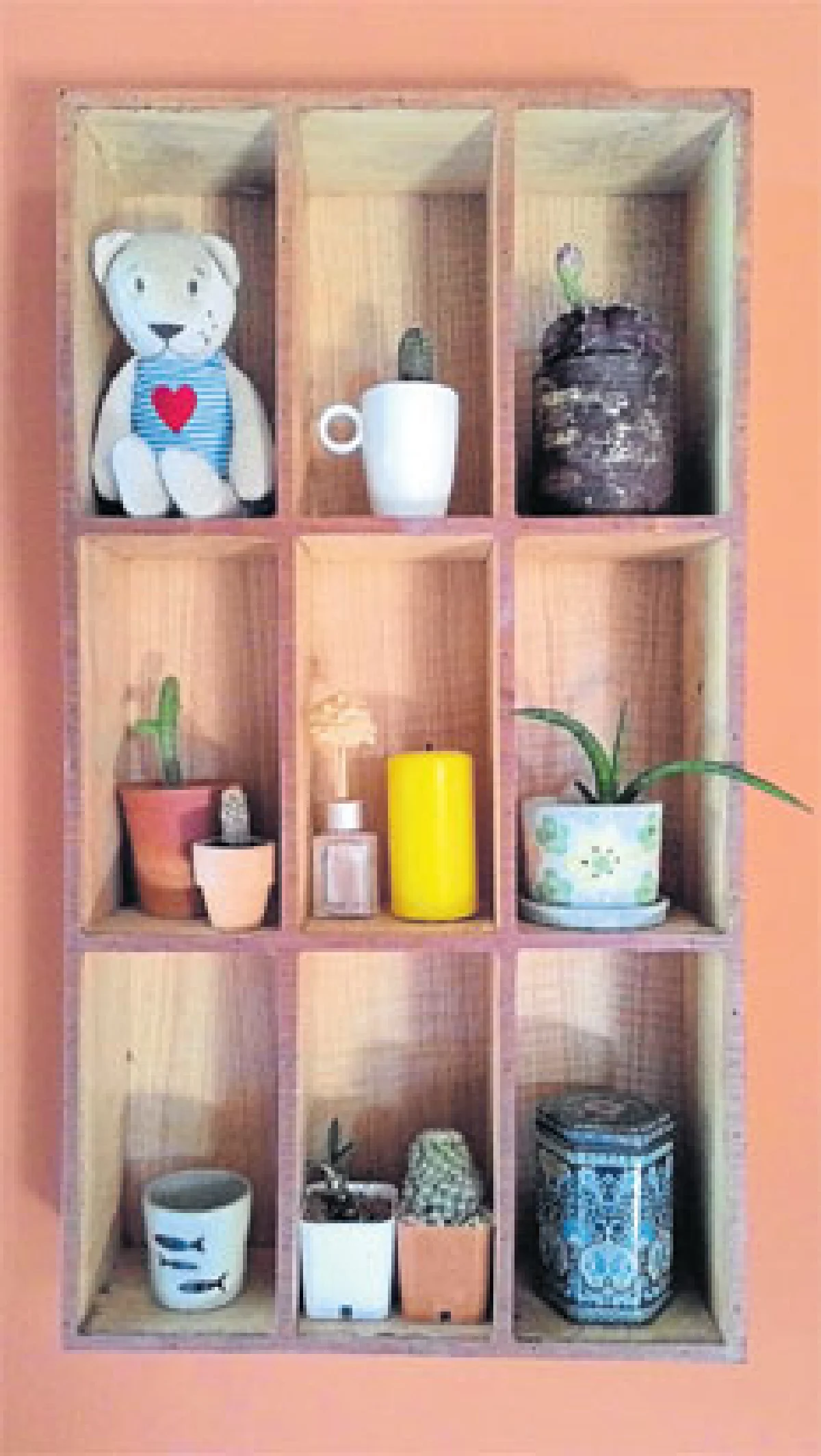 มือใหม่ควรรู้! เลี้ยงกระบองเพชรยังไงให้รุ่ง