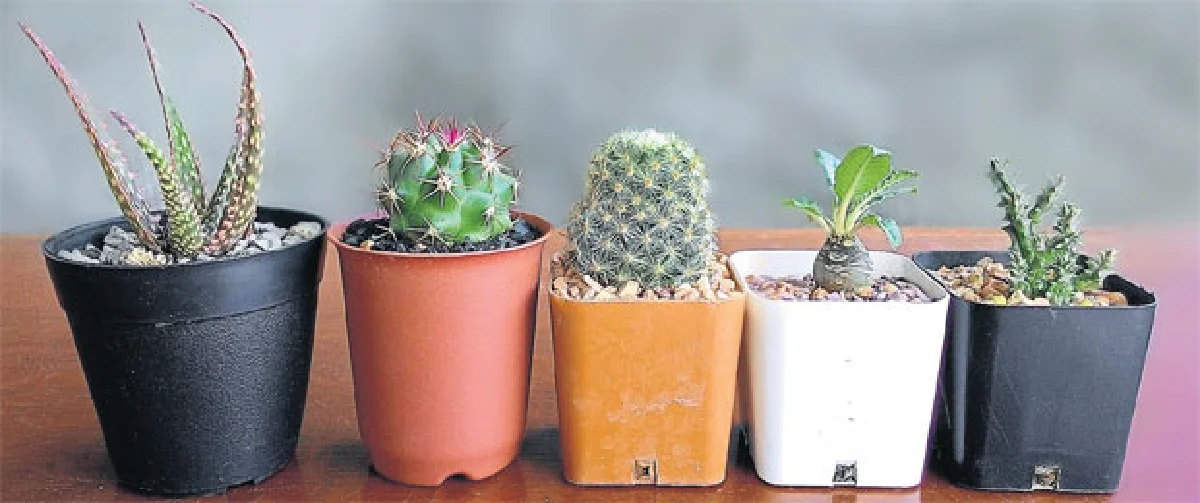 มือใหม่ควรรู้! เลี้ยงกระบองเพชรยังไงให้รุ่ง