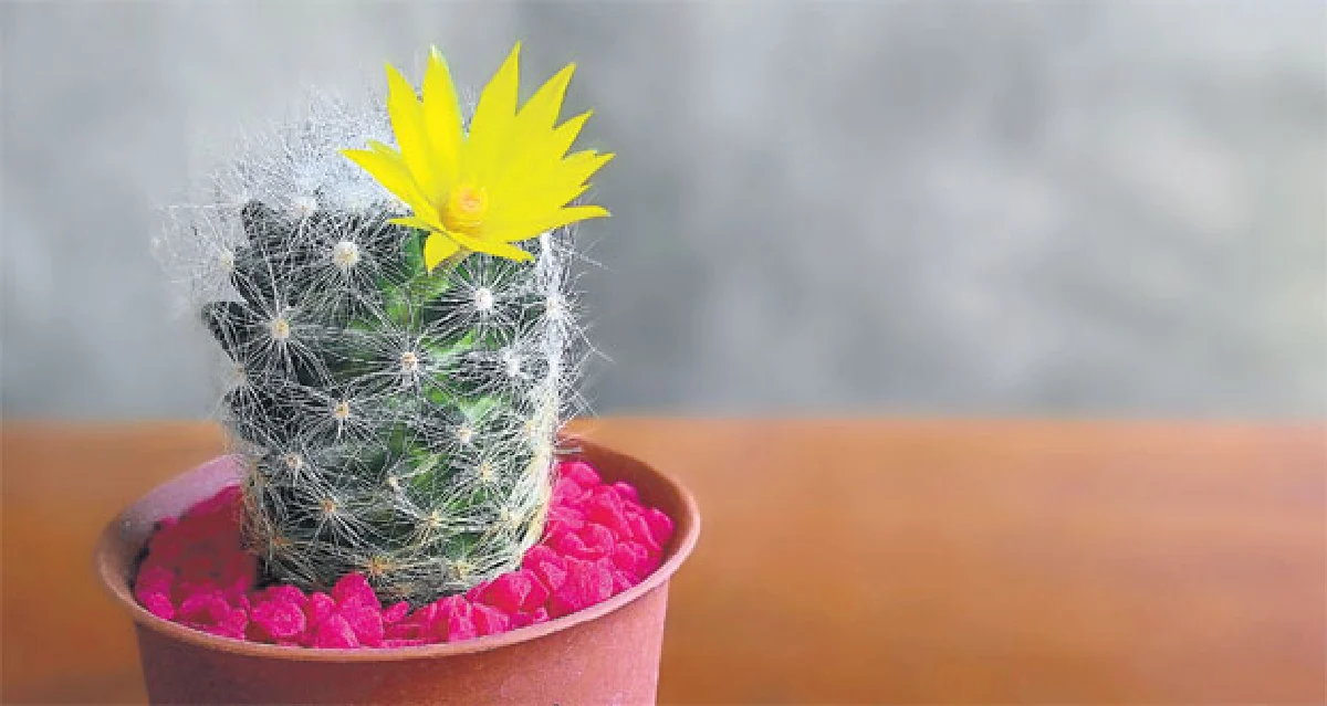 มือใหม่ควรรู้! เลี้ยงกระบองเพชรยังไงให้รุ่ง