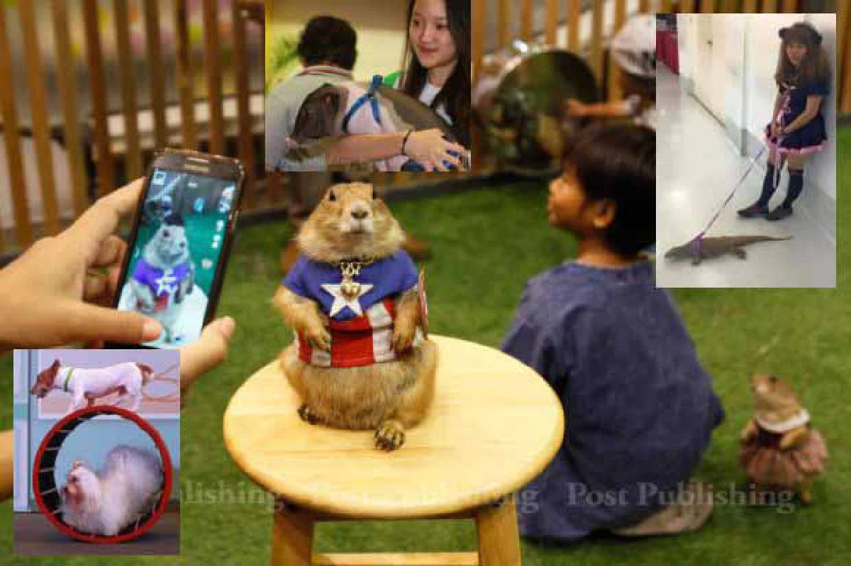 Bangkok Pet Expo 2015: Cute & exotic pets (photos, video)