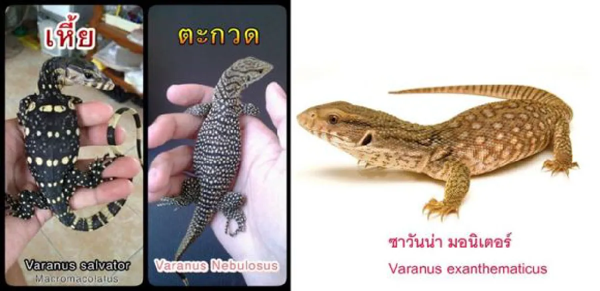 Bangkok Pet Expo 2015: Cute & exotic pets (photos, video)