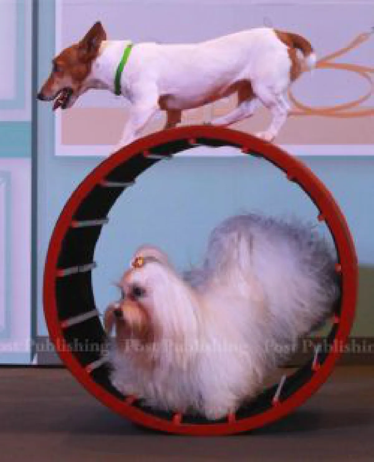 Bangkok Pet Expo 2015: Cute & exotic pets (photos, video)