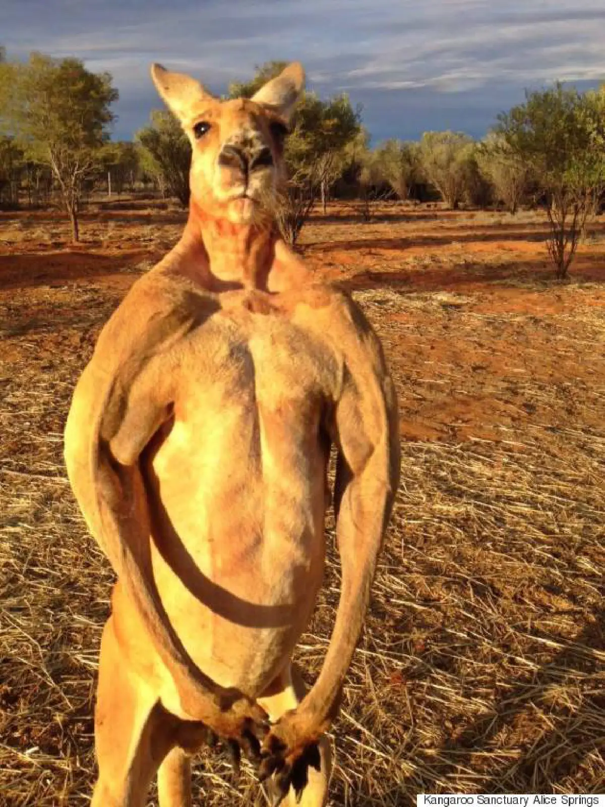 พบ'โรเจอร์'จิงโจ้นักกล้าม บีบถังเหล็กเป็นงานอดิเรก!