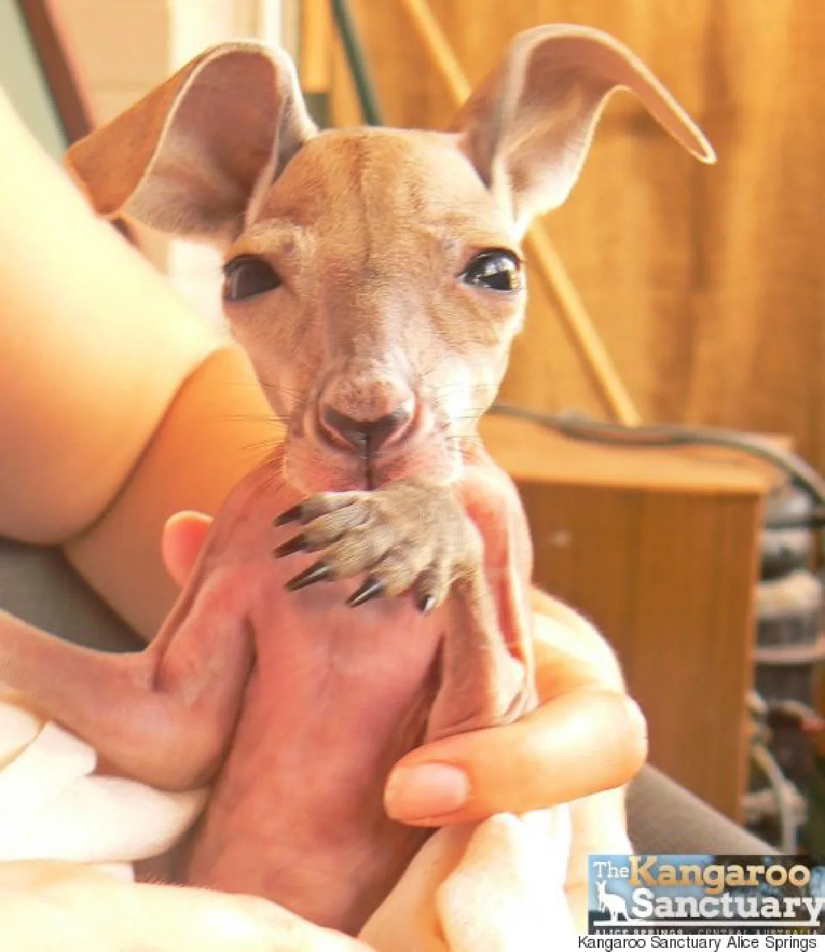 พบ'โรเจอร์'จิงโจ้นักกล้าม บีบถังเหล็กเป็นงานอดิเรก!