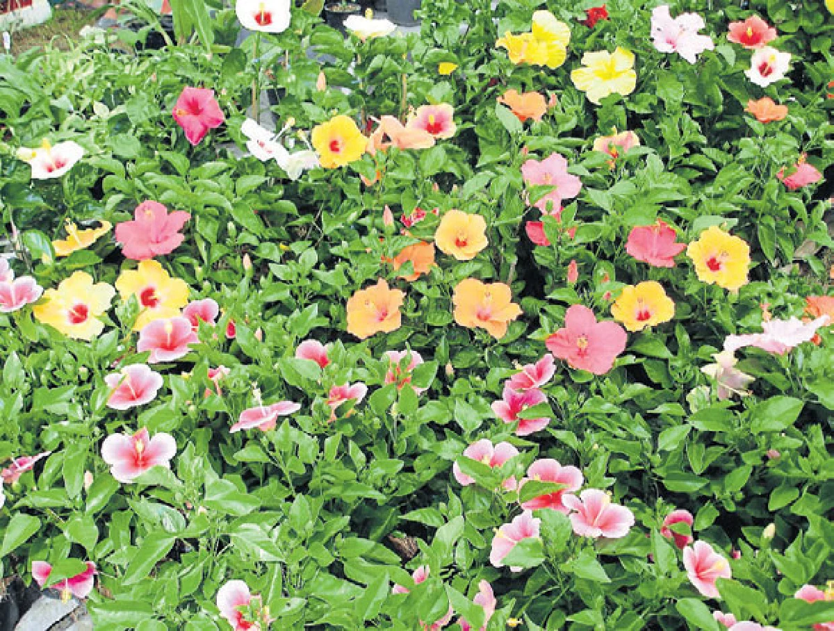 ไม้ดอกเมืองร้อน ดับร้อนสบายตา