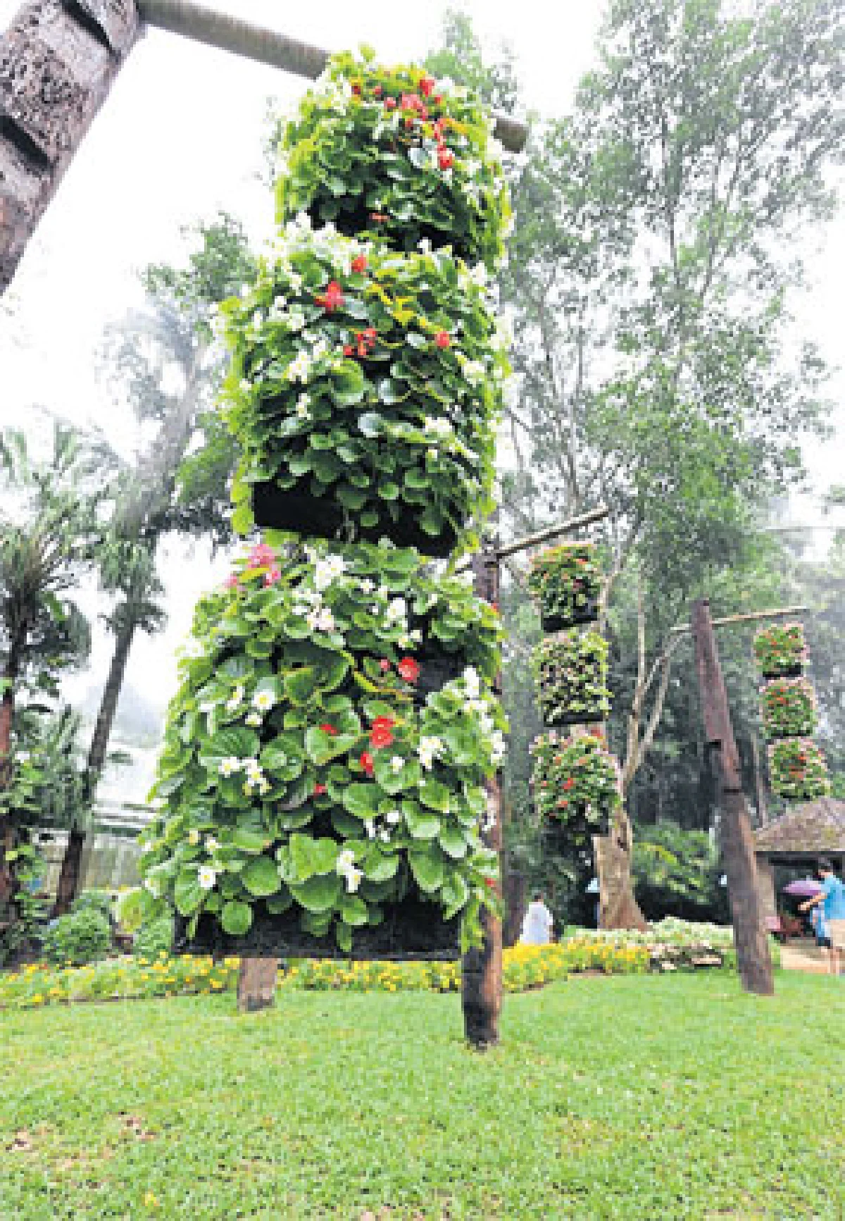 ไม้ดอกเมืองร้อน ดับร้อนสบายตา