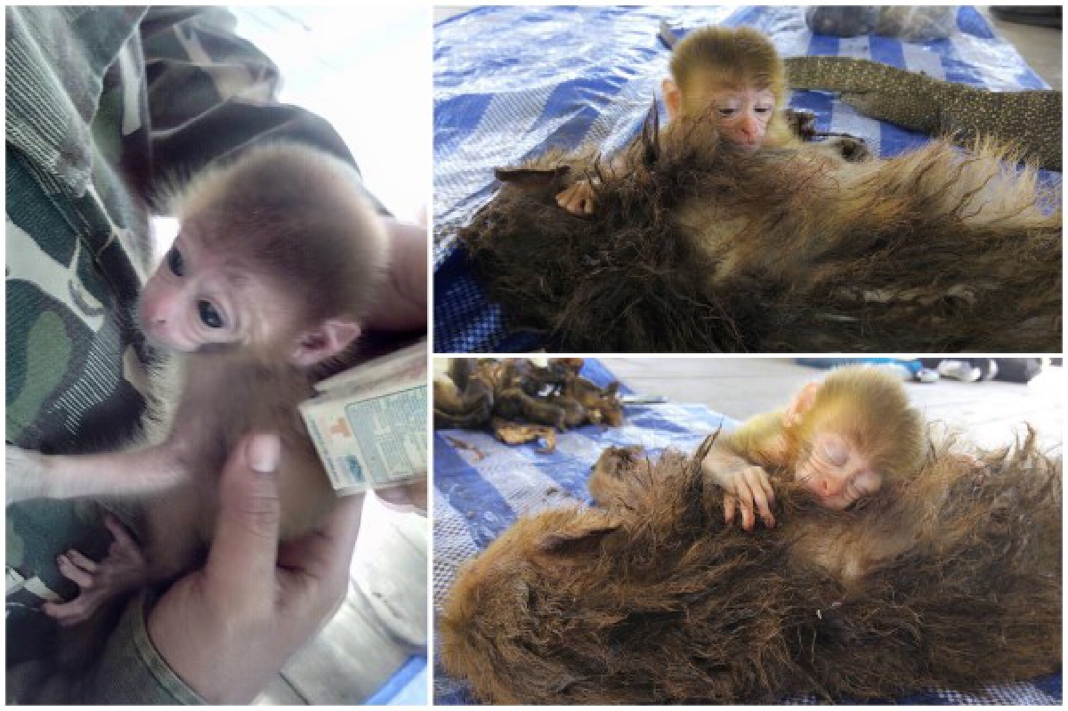 สุดหดหู่ภาพลูกลิงนอนกอดร่างแม่ถูกพรานป่ายิงตาย สุดหดหู่ภาพลูกลิงนอนกอดร่างแม่ถูกพรานป่ายิงตาย