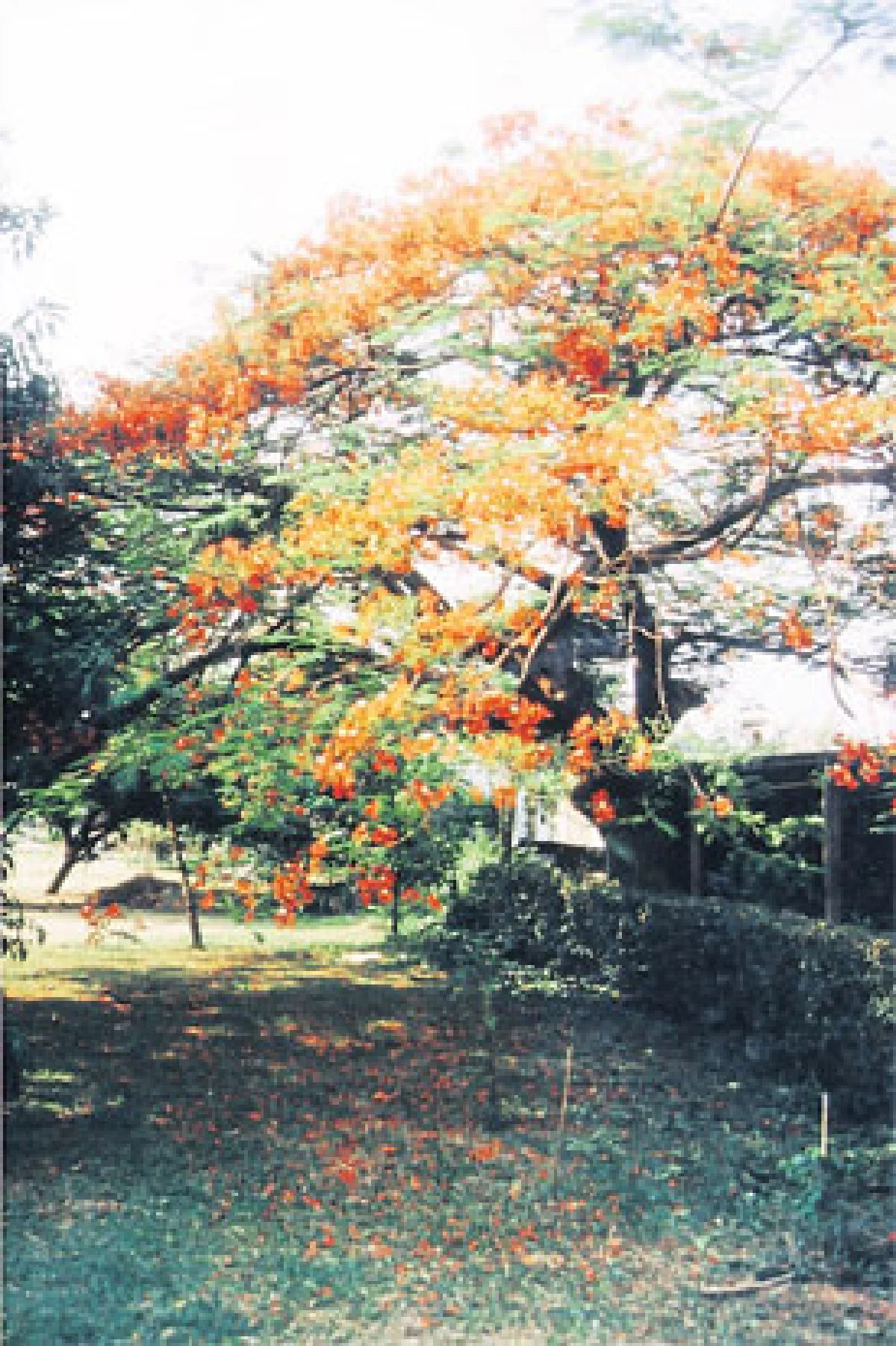 ไม้ดอกเมืองร้อน ดับร้อนสบายตา