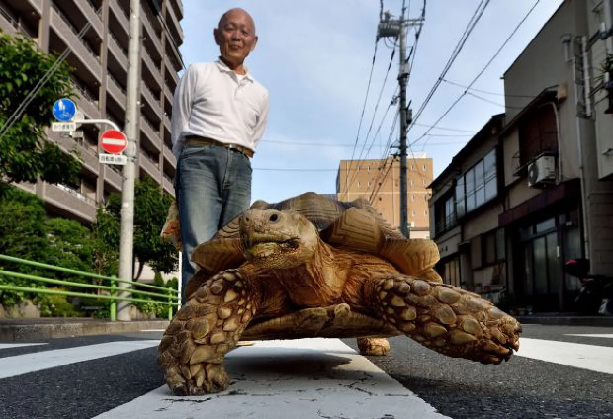 Giant tortoise walks Tokyo's streets - slowly (video, photos)