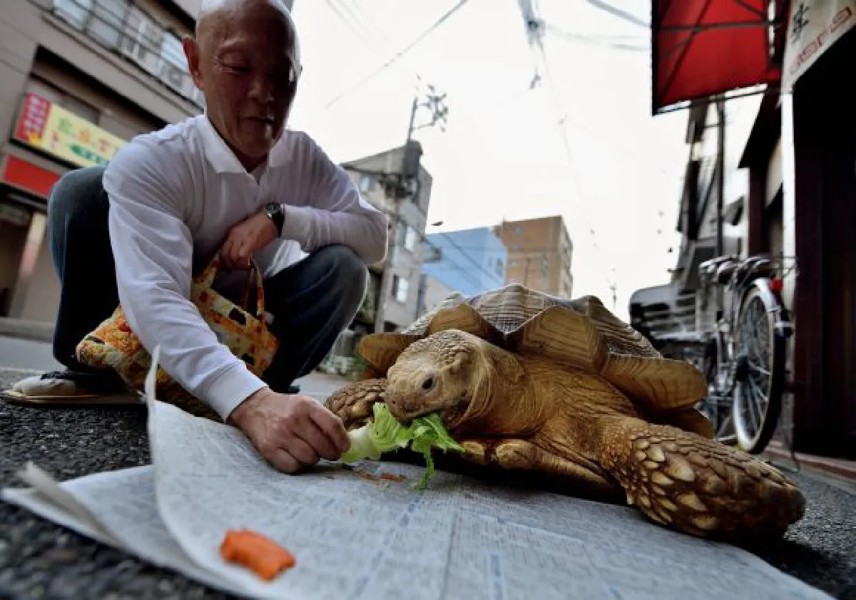 Giant tortoise walks Tokyo's streets - slowly (video, photos)