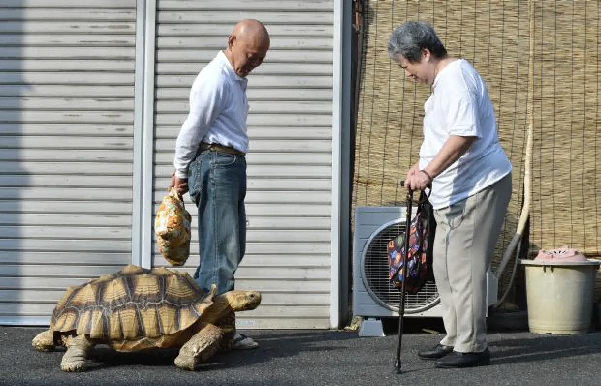 Giant tortoise walks Tokyo's streets - slowly (video, photos)
