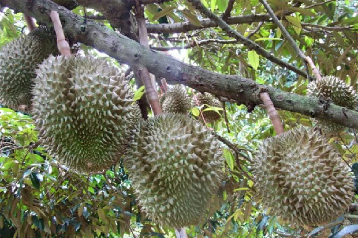 เทศกาลเงาะ-ทุเรียน ของดีเมืองศรีสะเกษ