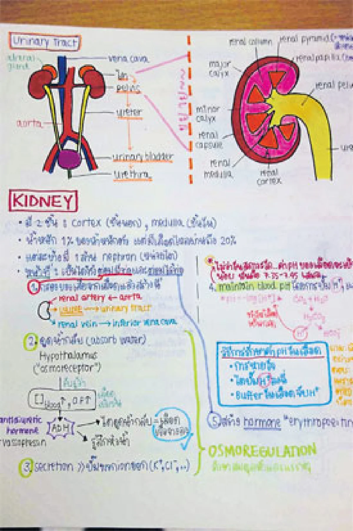5 หัวกะทิ พิชิตแอดมิชชั่น