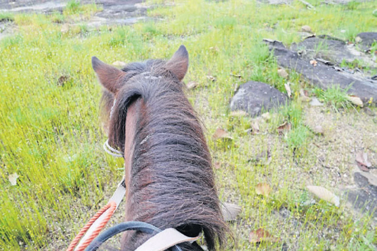 ขี่ม้าท่องไพร เอาตัวรอดในป่า