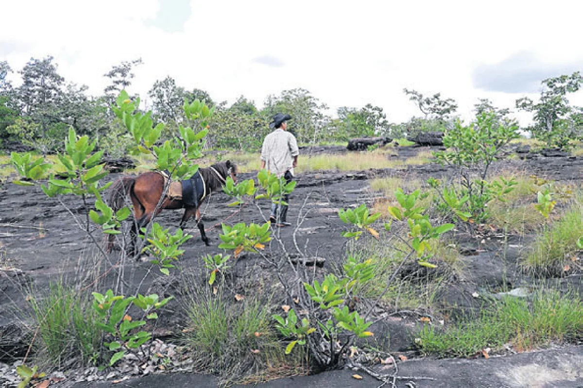 ขี่ม้าท่องไพร เอาตัวรอดในป่า