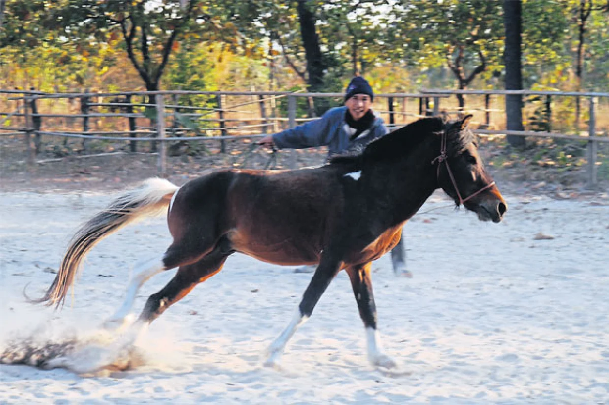 ขี่ม้าท่องไพร เอาตัวรอดในป่า