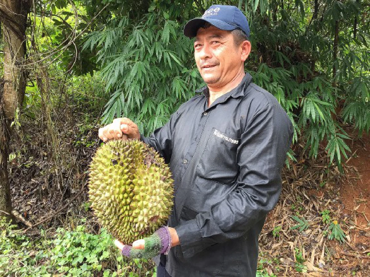 โจรแสบอาศัยช่วงฝนตกย่องขโมยทุเรียนหมอนทอง