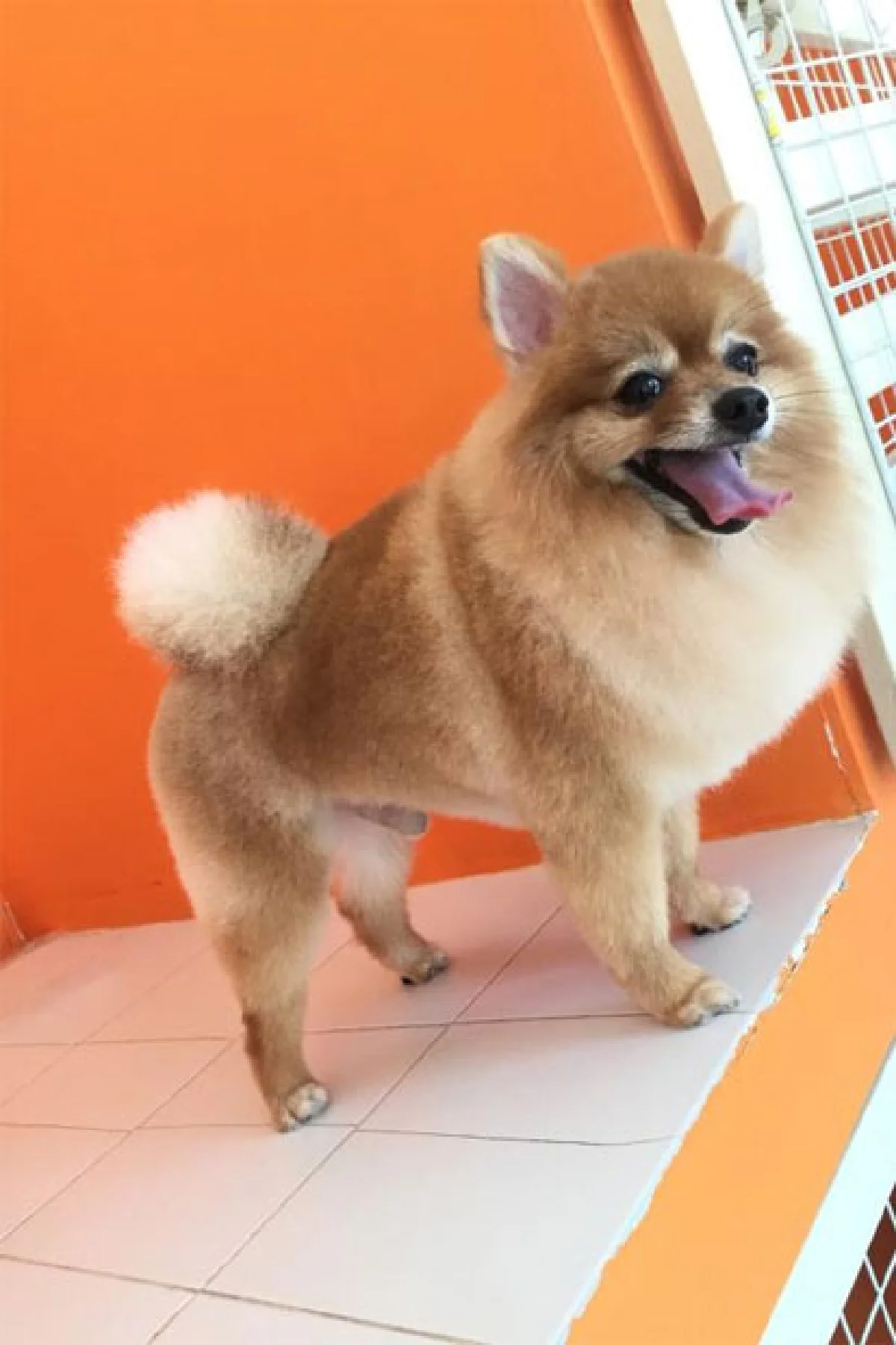 วันซ่าของเจ้าตูบที่ ด็อก โซไซตี้