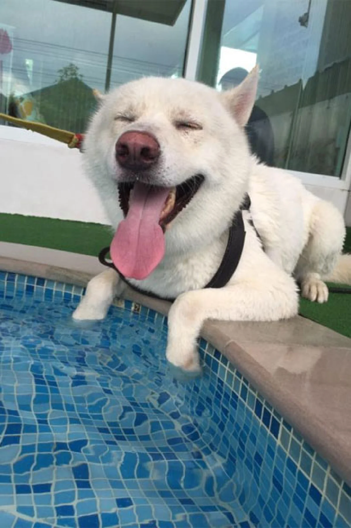 วันซ่าของเจ้าตูบที่ ด็อก โซไซตี้