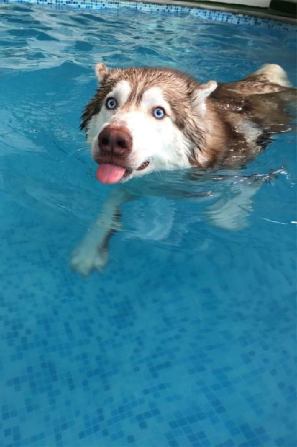 วันซ่าของเจ้าตูบที่ ด็อก โซไซตี้