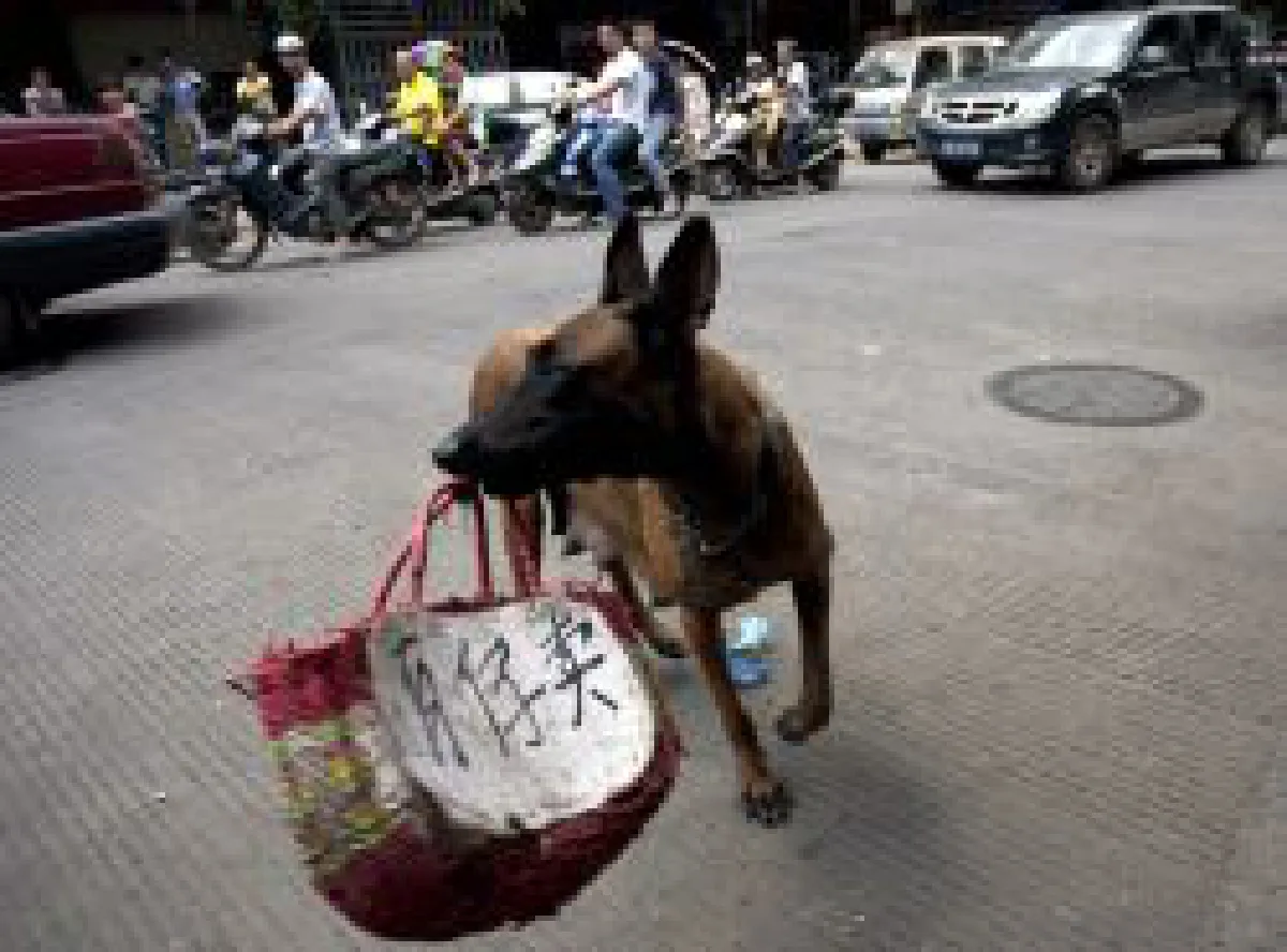 Dog meat festival in China: Dog rescue (photos)