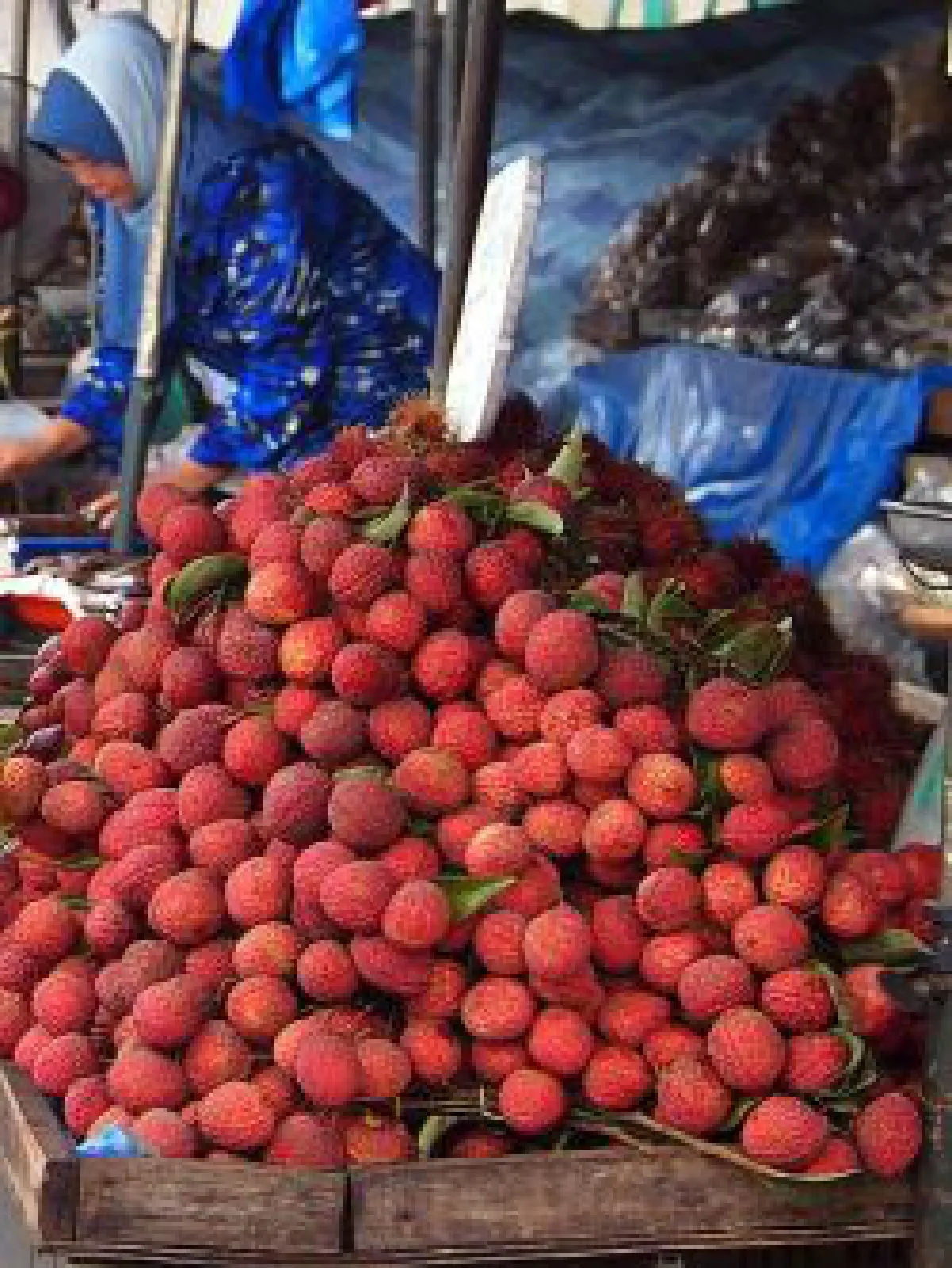 Dog meat festival in China: Dog rescue (photos)