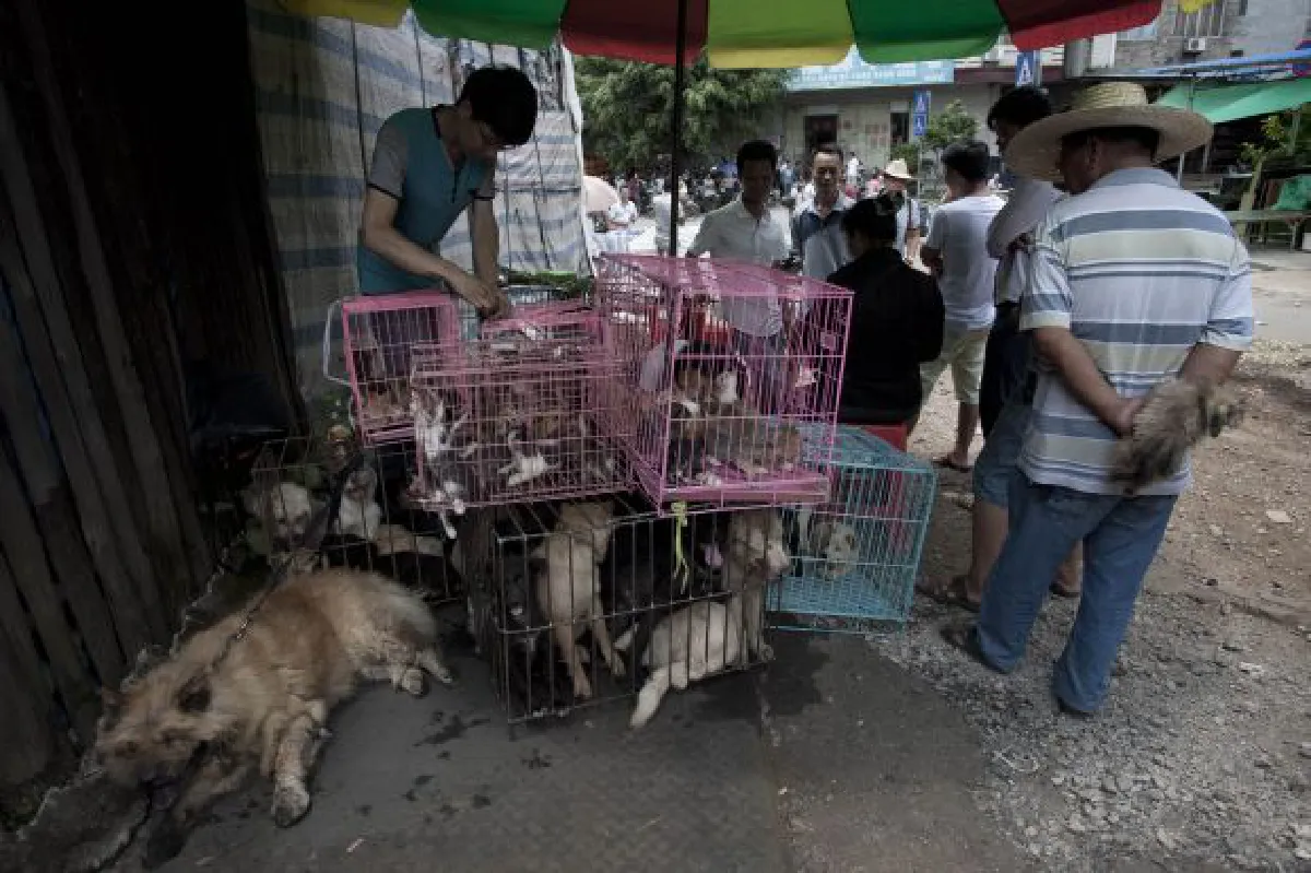 Dog meat festival in China: Dog rescue (photos)