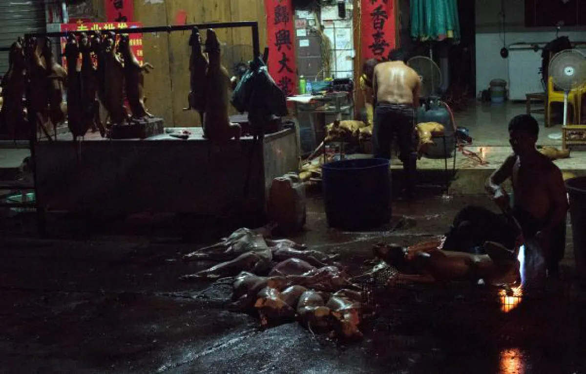 Dog meat festival in China: Dog rescue (photos)