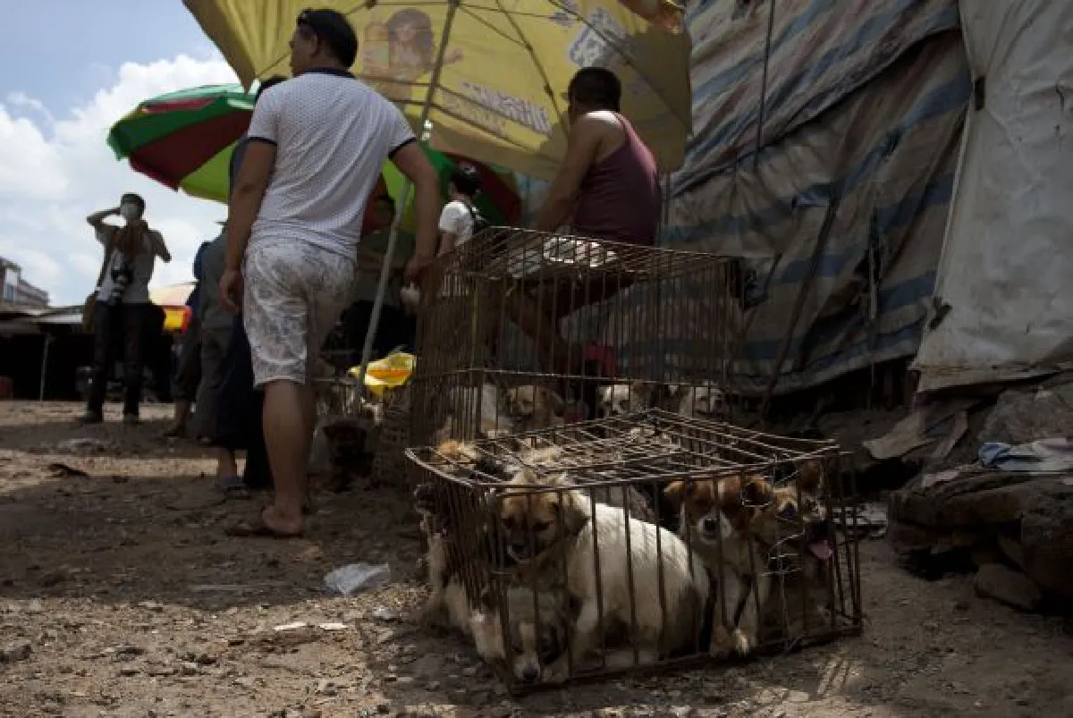 Dog meat festival in China: Dog rescue (photos)