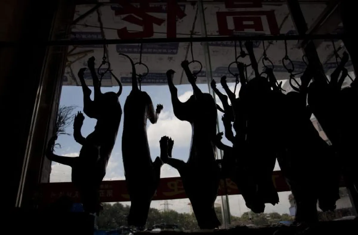 Dog meat festival in China: Dog rescue (photos)