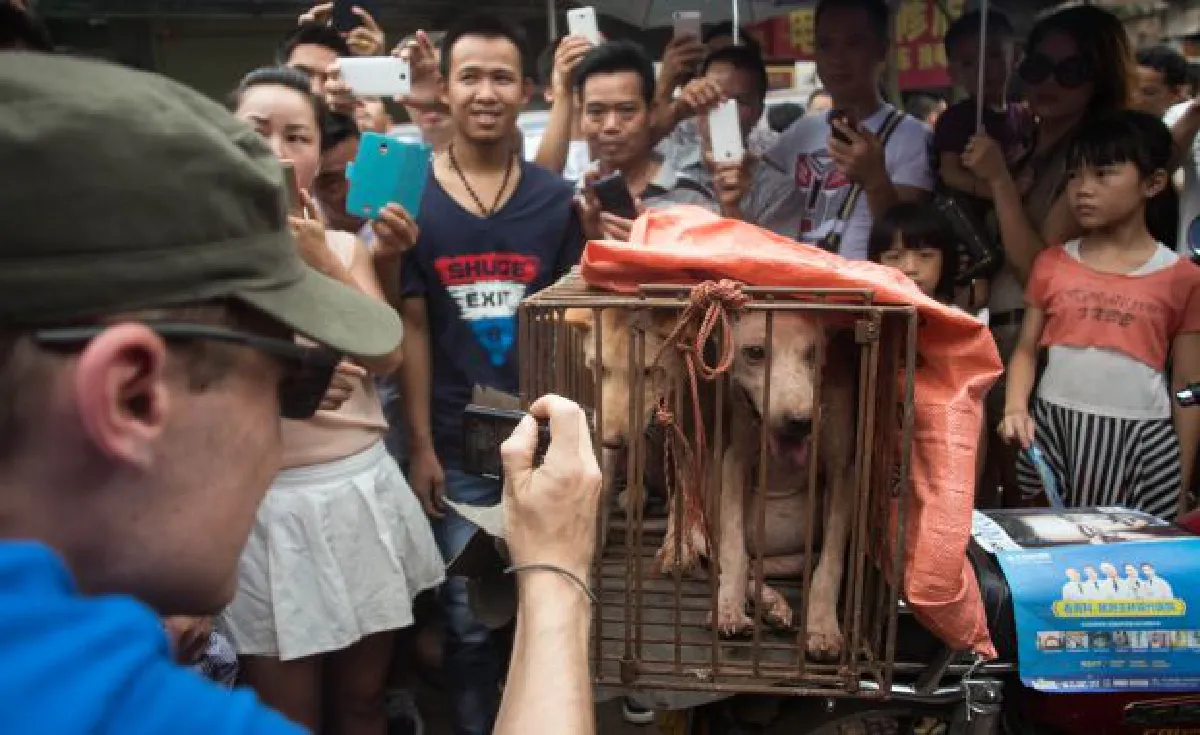 Dog meat festival in China: Dog rescue (photos)