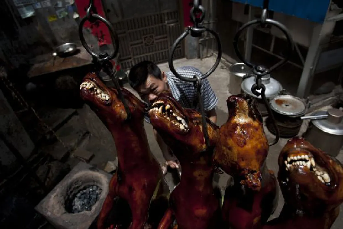 Dog meat festival in China: Dog rescue (photos)