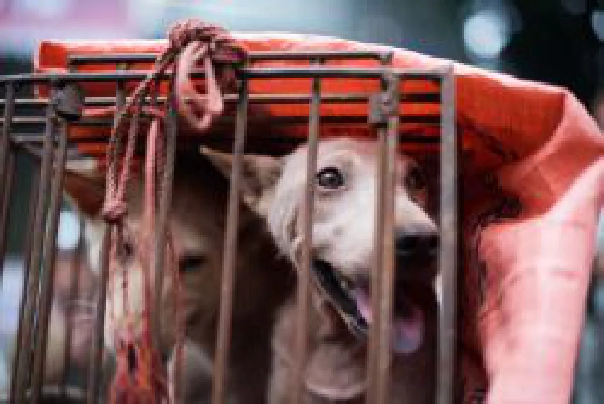 Dog meat festival in China: Dog rescue (photos)