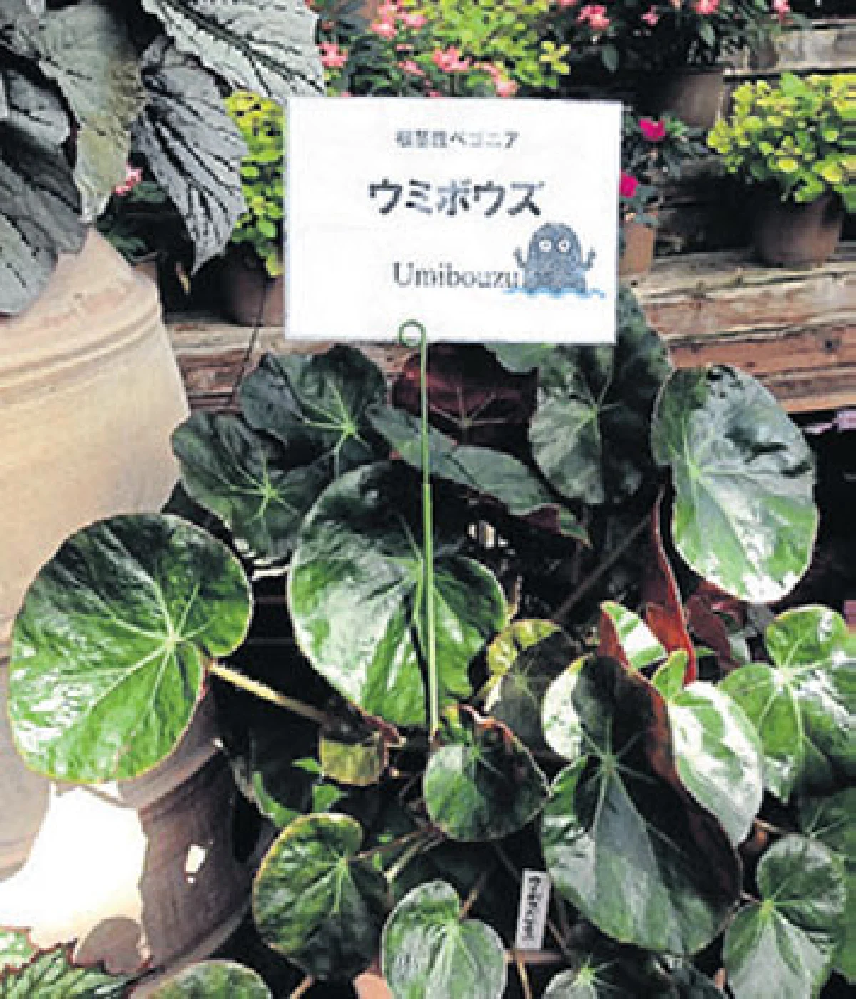 Chugoku 24