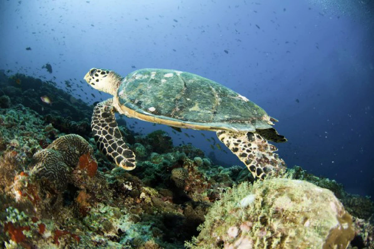 "พรบ.บริหารจัดการทรัพยากรทางทะเลและชายฝั่ง"...เพิ่มความมั่นคงให้ทรัพยากรทางทะเล