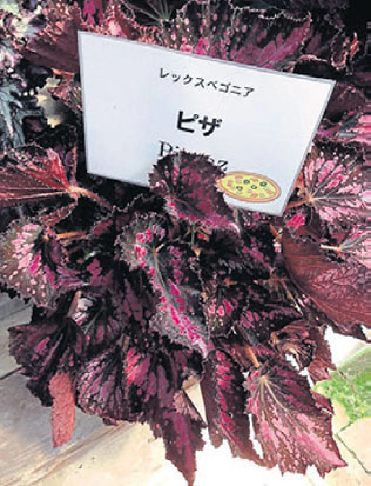Chugoku 24