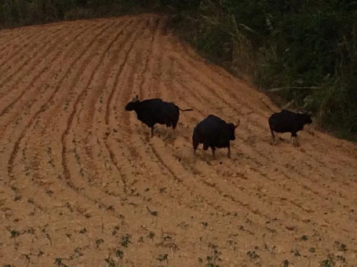 เสียงจาก "ขี้กระทิง" แห่งเขาแผงม้า