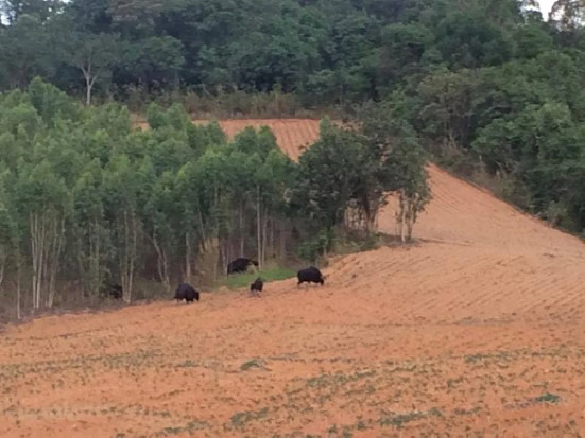 เสียงจาก "ขี้กระทิง" แห่งเขาแผงม้า