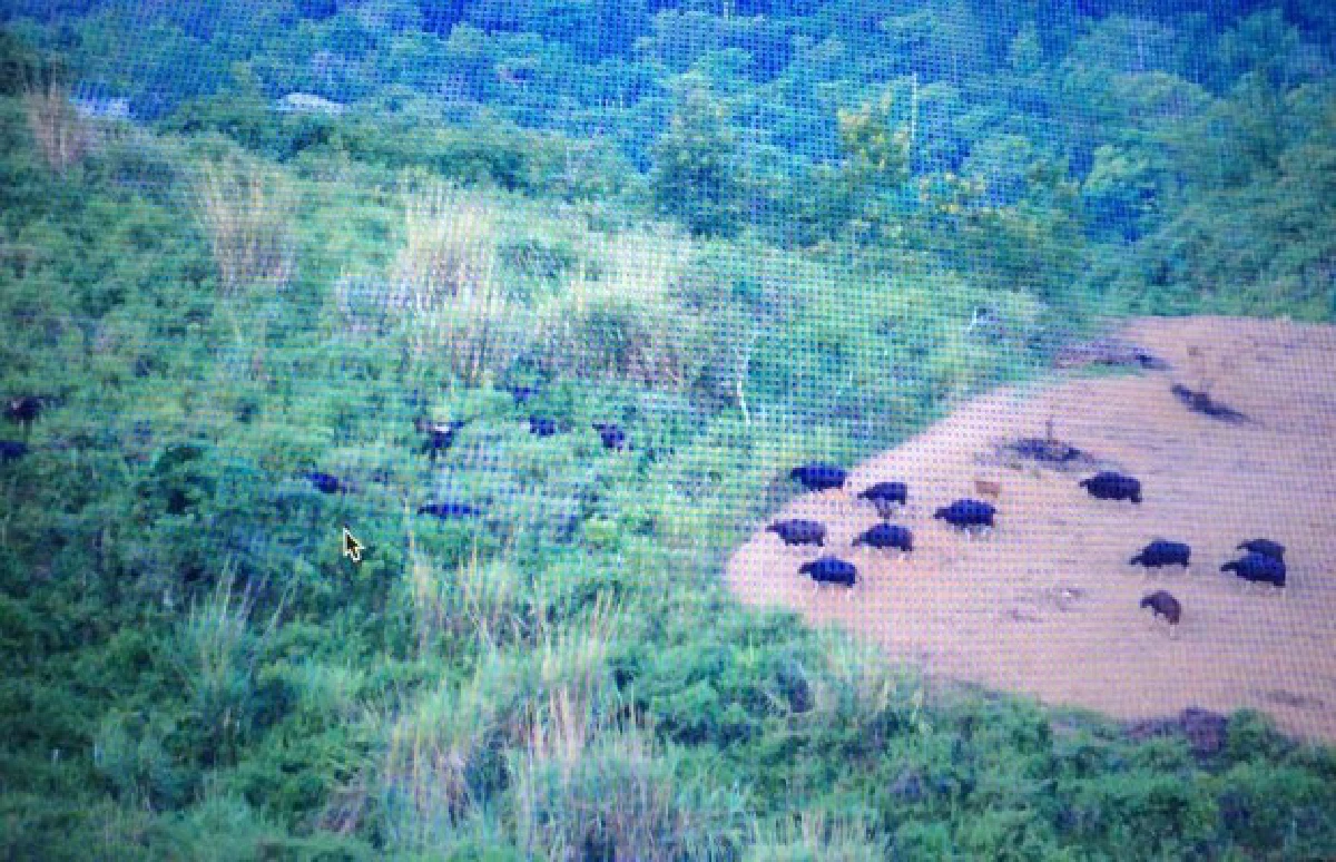 เสียงจาก "ขี้กระทิง" แห่งเขาแผงม้า