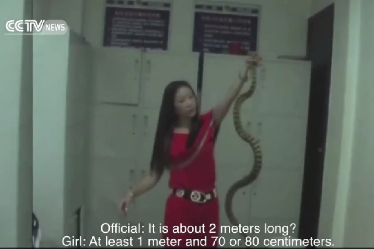 สาวจีนพกงูขึ้นรถไฟอ้างเป็น "ทีมนักแสดง" (มีคลิป)