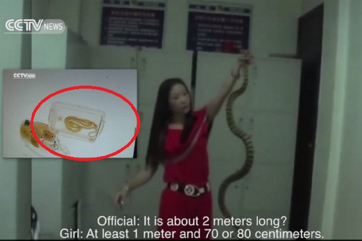 สาวจีนพกงูขึ้นรถไฟอ้างเป็น "ทีมนักแสดง" (มีคลิป) สาวจีนพกงูขึ้นรถไฟอ้างเป็น "ทีมนักแสดง" (มีคลิป)